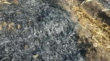 الشرقية تسجل تحرير 146 محضرًا لحرق قش الأرز وتأثيرات المخالفة على البيئة والزراعة